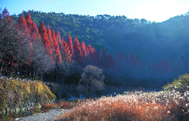 겨울철 얼음동산이 조성되는 상소동 삼림욕장.