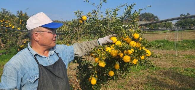 고흥군 풍양면 대청유자마을 이재용 이장이 23일 수확을 앞둔 유자를 살펴보고 있다. 김용희 기자 kimyh@hani.co.kr