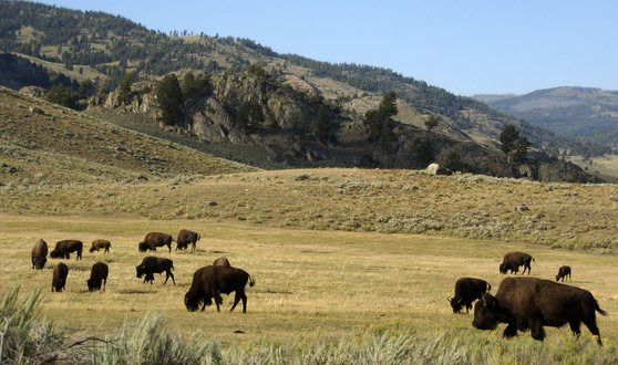 미국 와이오밍주 옐로스톤 국립공원의 라마 밸리에서 들소(bison) 떼가 풀을 뜯고 있다. AP=연합뉴스