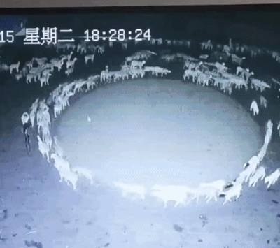 중국 네이멍구의 한 농장에서 양 떼가 12일째 원을 그리며 돌고 있다. /사진=트위터