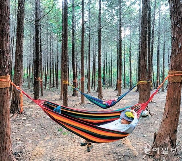 팔영산 편백 치유의 숲에서는 해먹 힐링 등 다양한 프로그램이 운영되고 있다.