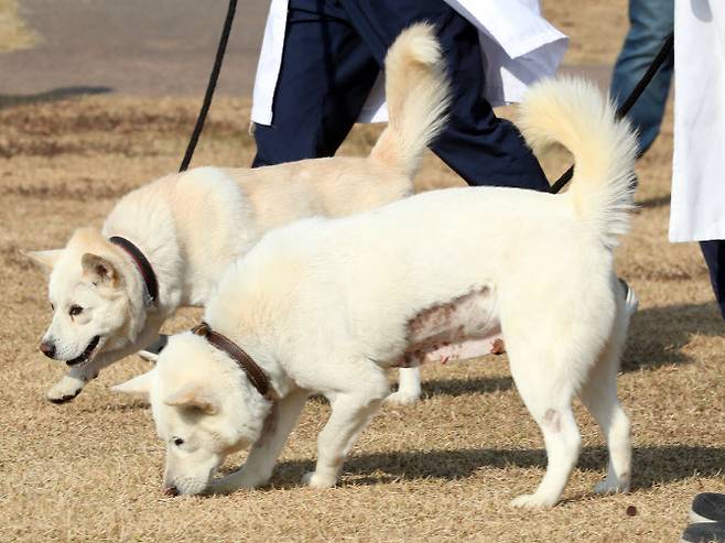 문재인 전 대통령이 기르다 정부에 반환한 풍산개 `곰이`(앞쪽)와 `송강`(수컷·뒤쪽)이 지난 10일 오후 대구 북구 경북대학교 수의과대학 부속 동물병원 앞뜰에서 산책하고 있다. (사진=연합뉴스)