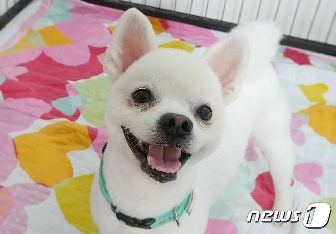 발라당입양센터에서 보호 중인 강아지(동행 제공)