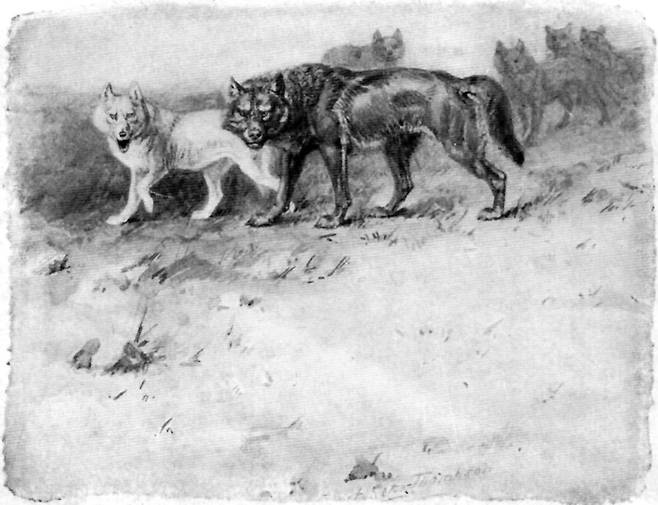 시튼의 동물기에 나오는 늑대왕 로보와 짝인 블랑카 삽화. 시튼이 직접 그렸다./Ernest Seton