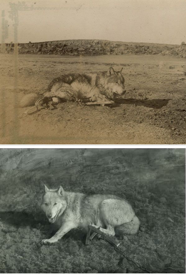 19세기 말 미국 뉴멕시코주를 공포에 떨게 했던 늑대왕  로보가 사람들에게 붙잡힌 모습(위). 로보는 먼저 잡힌 짝인 암컷 블랑카(아래)를 찾아 마을로 왔다가 사람들에게 사로잡혔다./Ernest Seton