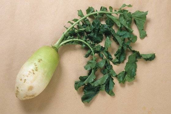 무는 10~12월에 가장 맛이 좋다. 중앙포토