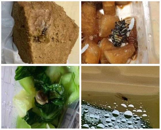 상하이 퉁지대 학생들이 배급 받은 빵 속에는 정체를 알 수 없는 곤충이 '박제'돼 있었고, 야채 볶음에서는 손톱만한 벌레나 달팽이가 나온 경우도 있었다. [중국 웨이보 캡처]