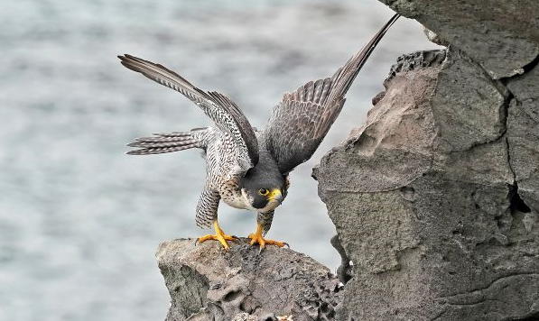 매 (국립중앙과학관 제공)