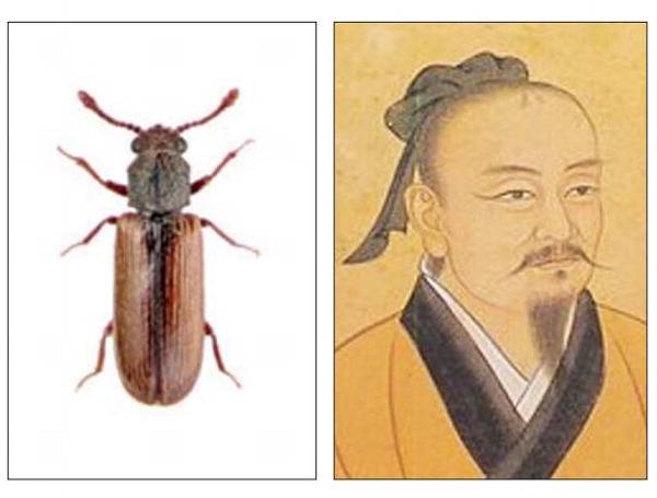 곤충에 속하는 옴벌레 蠡와 인생 롤모델 범려.