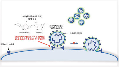 뽕나무 코로나 감염 억제 성분 발견 개념도 [한국한의학연구원 제공]