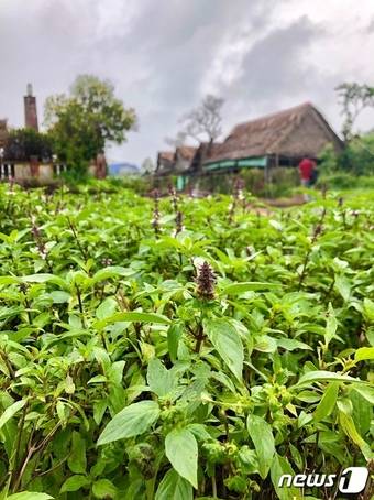 베트남 고수풀 ⓒ News1