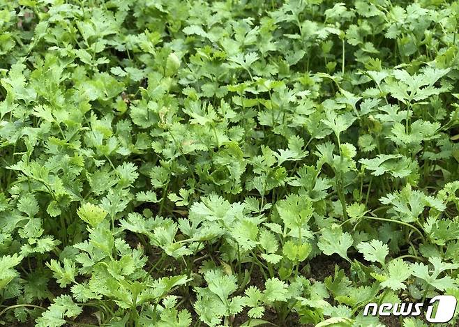 일반적으로 잘 알려진 고수 ⓒ News1