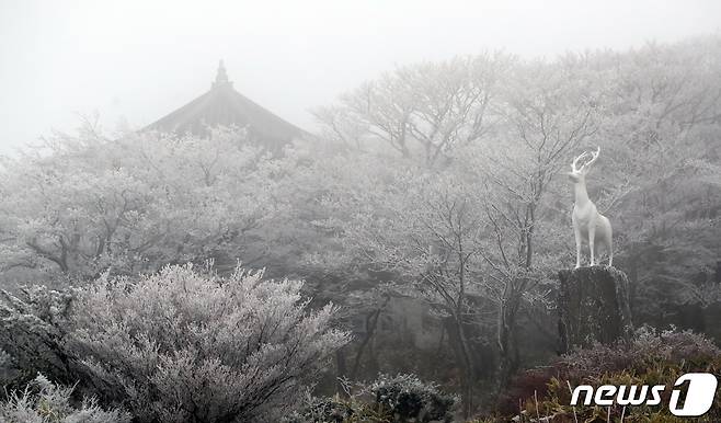 제주 산지에 한파주의보가 발효된 30일 오전 첫눈이 내린 한라산 1100고지에 눈꽃이 피어 있다. 2022.11.30/뉴스1 ⓒ News1 오현지 기자