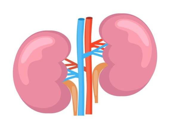 신장(콩팥)의 모습. 뉴시스 제공.