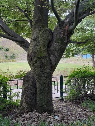 계림 모퉁이에서 느티나무와 팽나무가 격렬하게 포옹하고 있다. 김재웅 교수 제공