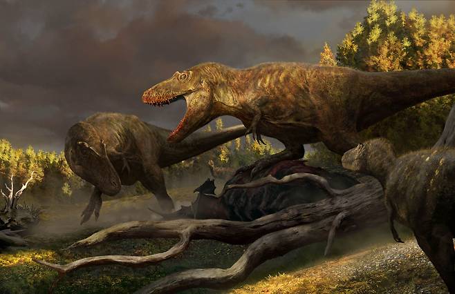 신종 공룡 다스플레토사우루스 윌소니들이 서로 싸우는 모습을 나타낸 이미지. / 사진=배드랜드 공룡 박물관