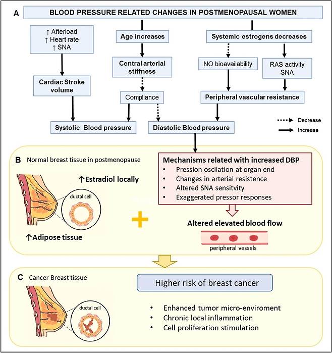 폐경 후 여성의 이완기 혈압 상승이 유방암 위험 증가에 영향을 미치는 추정 메커니즘[논문 발췌]