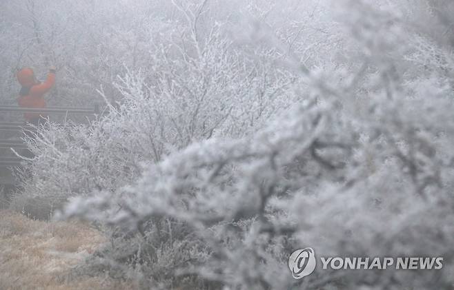 눈 내린 한라산 (제주=연합뉴스) 박지호 기자 = 제주도 산지에 눈이 내린 30일 오전 제주 한라산 1100고지 습지에 눈꽃이 피어 오가는 이들의 눈길을 사로잡고 있다. 2022.11.30 jihopark@yna.co.kr