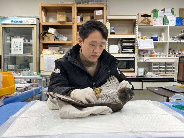 김봉균 충남야생동물구조센터 재활관리사가 부상당한 참매를 살펴보고 있다. 충남야생동물구조센터 제공