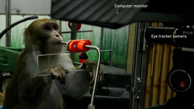 뉴럴링크가 진행한 원숭이 실험 모습 [뉴럴링크 유튜브 캡처. 재판매 및 DB금지]