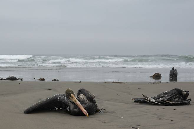 11월 29일(현지 시각) 페루 리마의 산타 마리아 해변에 죽은 펠리칸이 누워 있다. 페루 국립산림야생생물청(Serfor)은 지난 11월부터 현재까지 페루 태평양 연안에서 조류독감으로 최소 1만 3000마리의 펠리컨이 죽었다고 22일(현지시간) 밝혔다./AP 연합뉴스