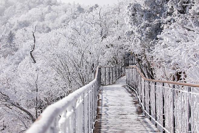 케이블카를 타고 올라 즐기는 해발 1,458m의 무장애 데크길 천년주목숲길. 한겨울에도 운동화를 신고 고산의 설경을 즐길 수 있다. 
