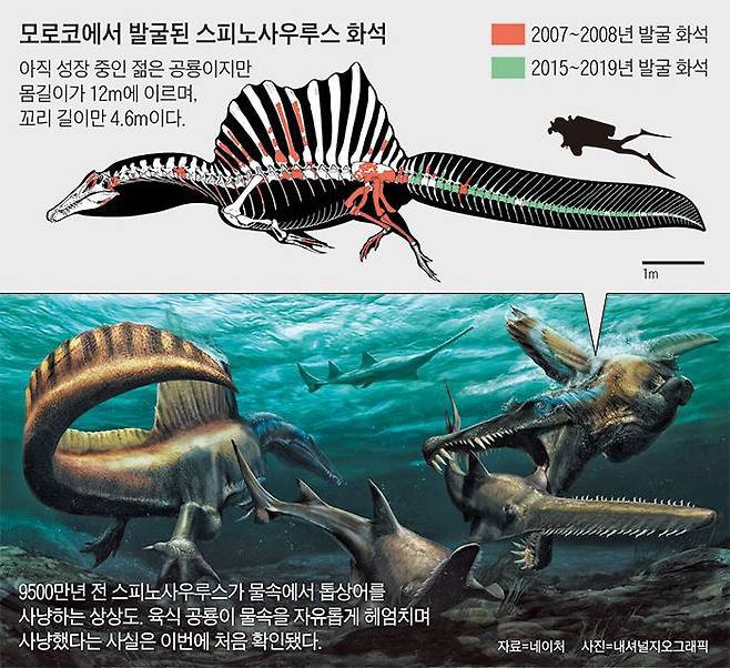꼬리를 노처럼 이용해 물에서 사냥한 스피노사우루스./조선일보DB