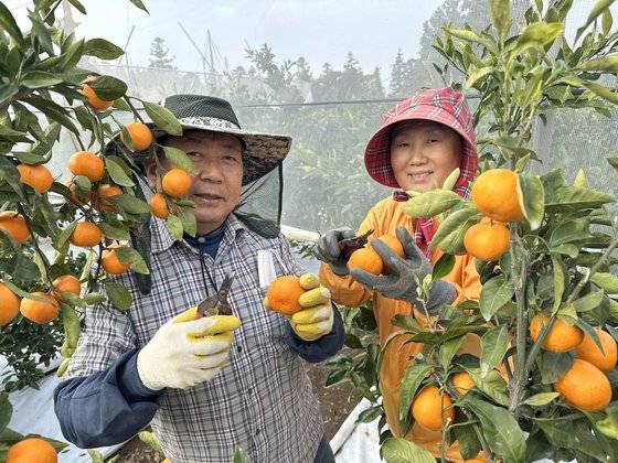 지난달 16일 제주시 애월읍의 한 농장에서 타이벡 감귤을 수확 중인 이창익(왼쪽) 대표 부부. 최충일 기자