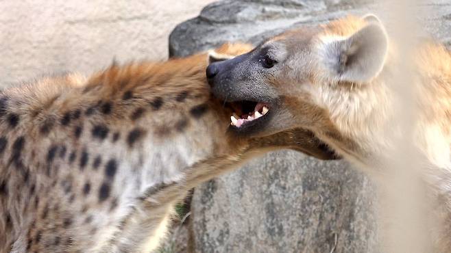 점박이 하이에나 움바(암컷)가 이빨을 드러내고 있다. 이수빈PD