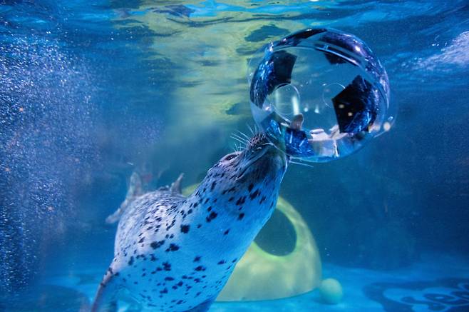 코엑스 아쿠아 수생동물의 축구공 헤딩