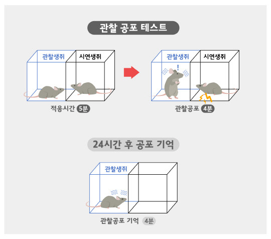 공포에 대한 공감능력을 측정하는 관찰 공포 행동 모델. 사진=IBS 제공