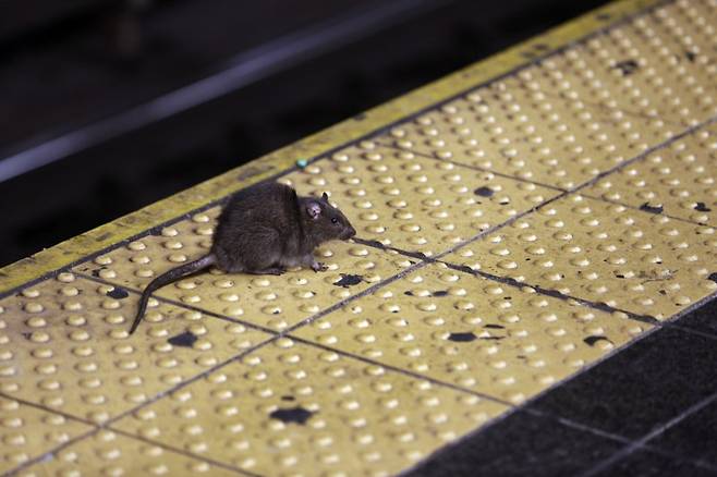 1700년대부터 앓아온 쥐 문제를 해결하기 위해 미국 뉴욕시는 담당 공무원 구인 공고를 냈다고 1일(현지시간) 월스트리트저널(WSJ)이 보도했다. 뉴스1