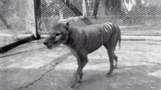 86년 전인 1936년 9월 7일, 마지막 개체가 죽으면서 멸종 선언을 받은 태즈메이니아 호랑이. 호랑이의 줄무늬를 닮았다 하여 ‘태즈메이니아 호랑이’로 널리 알려졌지만, 실제로는 캥거루를 닮은 유대류과 포유류다