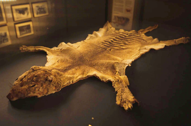 호주 현지 박물관 벽장에 방치돼 있던 멸종동물 태즈메이니아 호랑이의 가죽