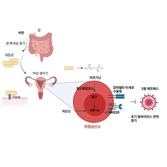 비만 시 질 내 공생미생물과 감마델타 T세포 상호 작용을 통한 항헤르페스 면역반응 강화 메커니즘. 사진=KAIST 제공