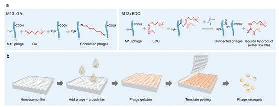 마이크로젤 제조과정. 실 모양의 박테리오파지 M13에 화학물질 GA와 EDC를 첨가해 서로 연결하고, 이를 주형(틀)에 부어 구슬 형태로 만든다. [자료: Nature Communications, 2022]