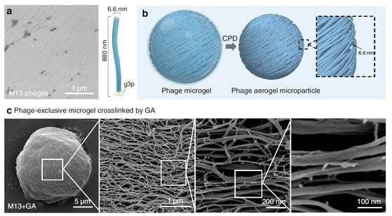 박테리오파지 M13으로 만든 마이크로젤 구조를 보여주는 그림과 주사 전자 현미경 사진. [자료: Nature Communications, 2022]