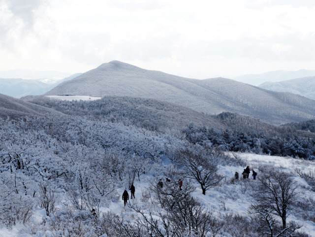 ▲ 대관령 선자령의 겨울[산림청 제공]