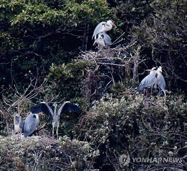 제주 다려도에서 쉬고 있는 왜가리 (제주=연합뉴스) 제주시 조천읍 앞 해안에 있는 작은 섬 '다려도'에서 쉬고 있는 왜가리. 2022.12.7 [제주도 민속자연사박물관 제공. 재판매 및 DB 금지] koss@yna.co.kr