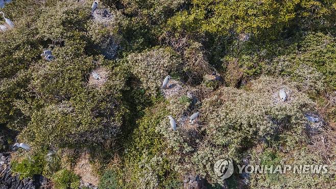 제주 다려도에서 쉬고 있는 왜가리 (제주=연합뉴스) 제주시 조천읍 앞 해안에 있는 작은 섬 '다려도'에서 쉬고 있는 왜가리. 2022.12.7 [제주도 민속자연사박물관 제공. 재판매 및 DB 금지] koss@yna.co.kr