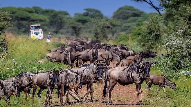 탄자니아 세렝게티 국립공원에서 이동 중인 누 떼 / 사진=위키피디아