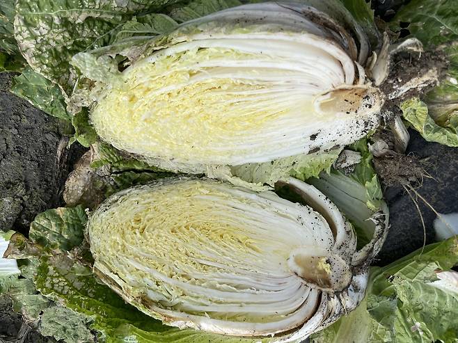 무름병 걸린 배추.(보은군농기센터 제공)