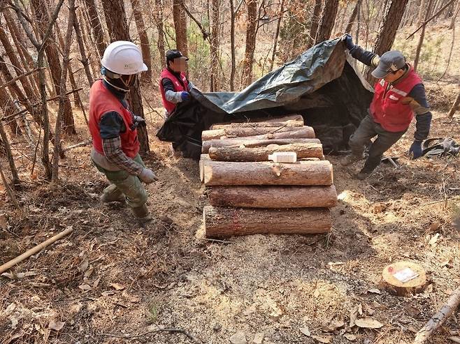 소나무재선충병 방제 작업 중인 노동자들이 벌목한 피해 소나무를 토막 내 약재 처리 뒤 비닐을 덮고 있다. ㄱ산림기술사 제공