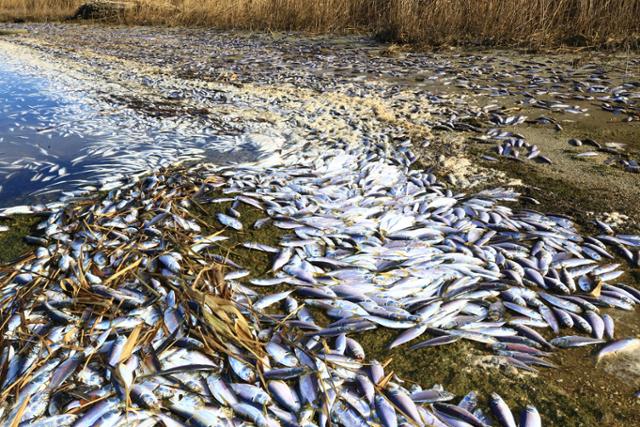 최근 강원 고성군 송지호에서 집단 폐사한 물고기들이 8일 오전 호숫가로 밀려 나와 있다. 대부분이 전어인 죽은 물고기는 수만 마리로 추산되고 있다. 고성= 연합뉴스