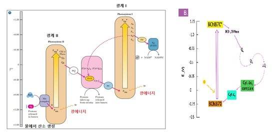 광합성을 진행하는 광계(photosystem). 왼쪽은 남세균과 다른 조류, 식물들에서 관찰되는 것으로 광계 I과 산소를 생산하는 광계 II를 갖추고 있다. 오른쪽 그림은 녹색황세균의 광합성 시스템으로 광계 I만 갖고 있어서 광합성을 하더라도 산소가 생산되지 않는다.