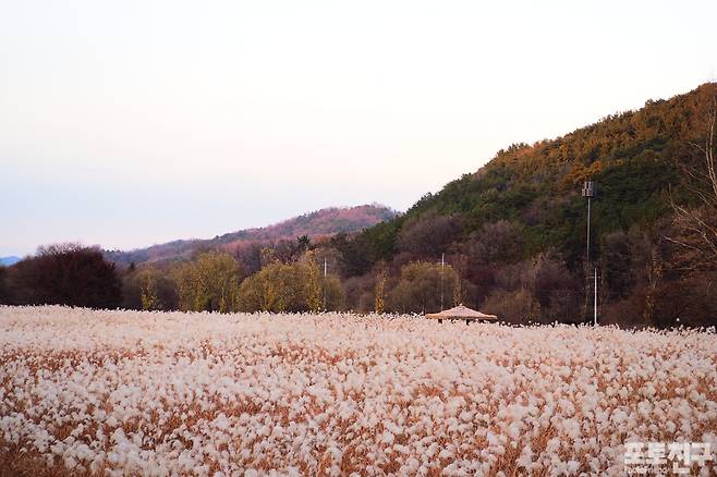 갑천 신도안 단지 앞 억새공원