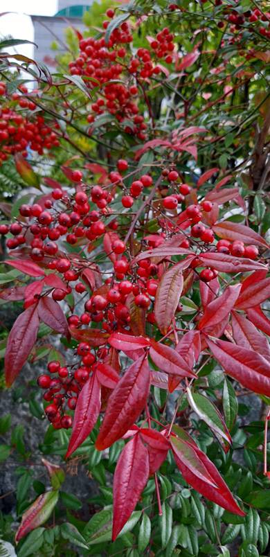 겨울에 잎이 붉게 불타는 남천 잎과 열매.