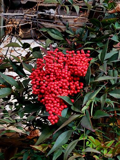 12월8일 서울 종로구 인사동의 남천나무. 붉은 열매와 푸른 잎이 잘 대비된다.