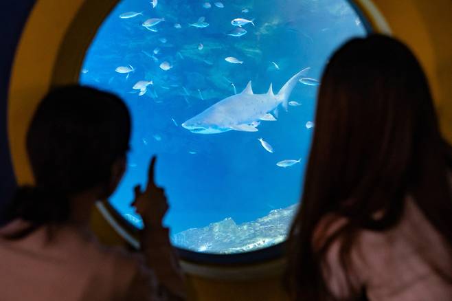 롯데월드 아쿠아리움 메인 수조 속 '샌드 타이거 샤크'를 살펴보는 관람객들 *재판매 및 DB 금지