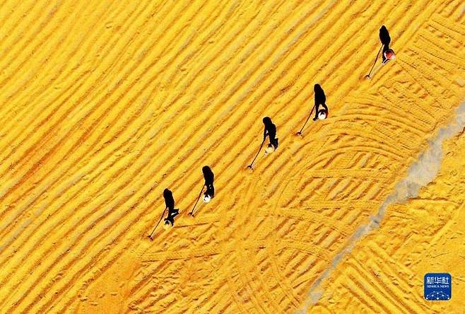 산둥성 린이시 핑이현의 농부들이 수확한 옥수수를 말리고 있다. (사진 출처= 신화통신)
